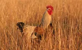 Coq