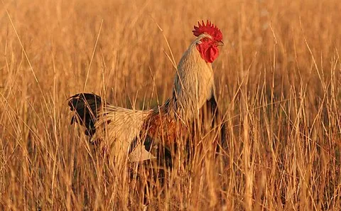 Coq