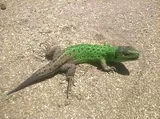 Lézard vert