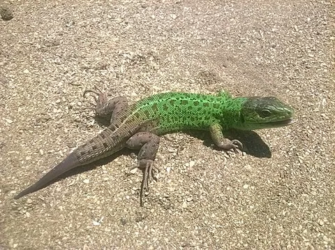 Lézard vert