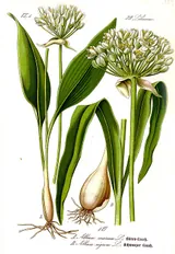 Allium