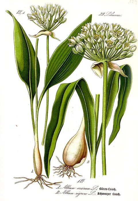 Allium
