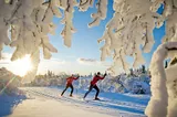 Ski de fond