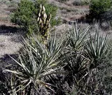 Yucca
