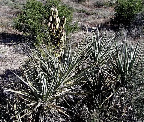 Yucca