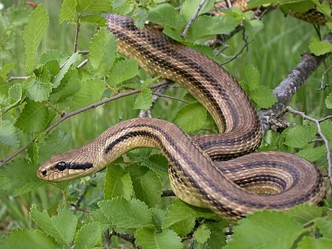 Serpent élaphe