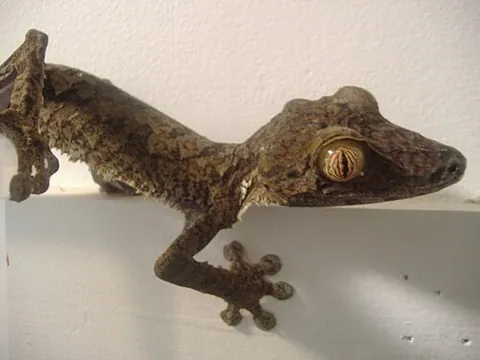 Lézard à queue plate