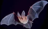 Chauve-souris