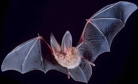 Chauve-souris