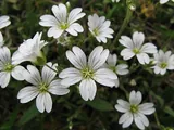 Cerastium