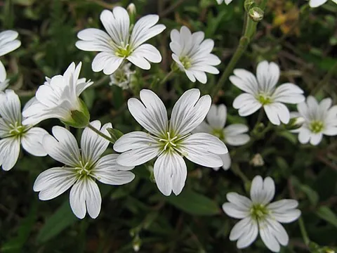 Cerastium