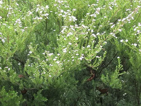 Diosma