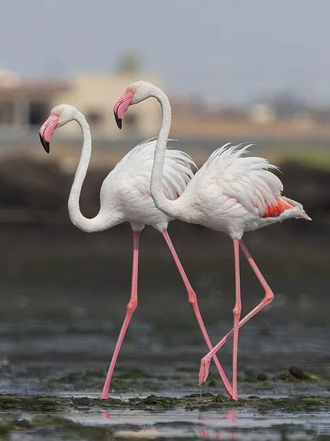 Flamant rose