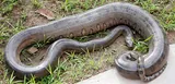 Anaconda