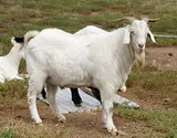 Chèvre