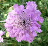 Scabieuse