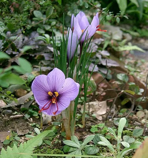 Crocus
