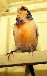 Canari