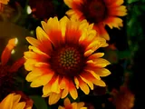 Gaillardia