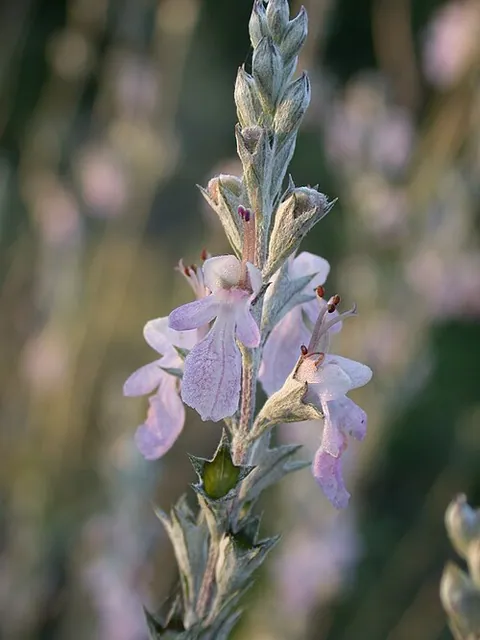 Teucrium