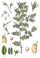 Lentille