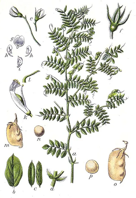 Lentille