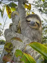 Paresseux