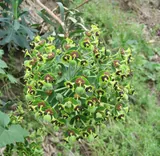 Euphorbia