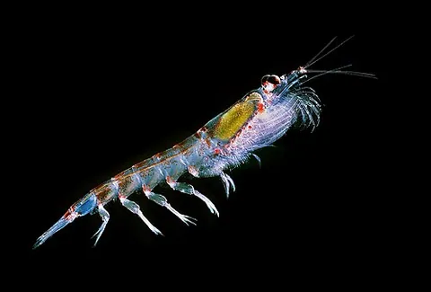 Krill antarctique