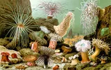 Actiniaria