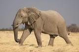 Éléphant