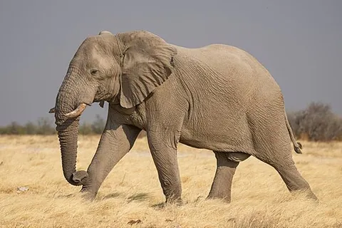 Éléphant