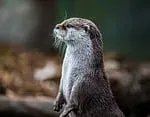 Loutre de mer