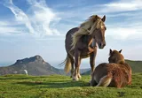 Cheval