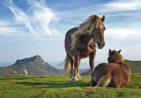 Cheval