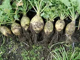 Rutabaga
