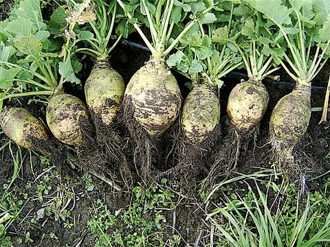 Rutabaga