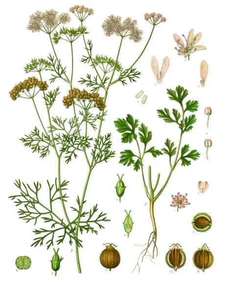 Coriandre