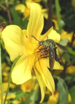 Bidens