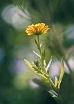 Fleur de souci