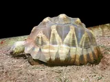 Tortue de Madagascar