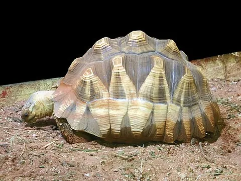 Tortue de Madagascar