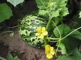 Cantaloup
