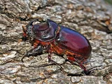 Scarabée rhinocéros
