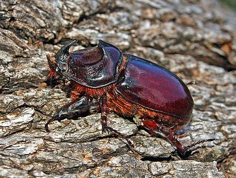 Scarabée rhinocéros