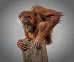 Orang-outan