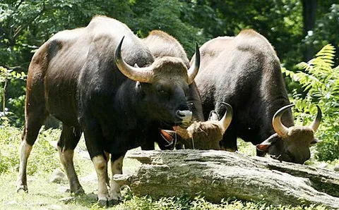 Gaur