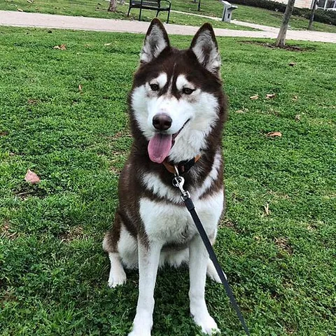 Husky sibérien