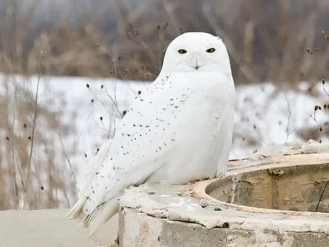 Harfang des neiges