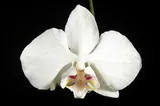 Phalaenopsis